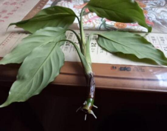 萬年青怎么繁殖，萬年青扦插方法圖解