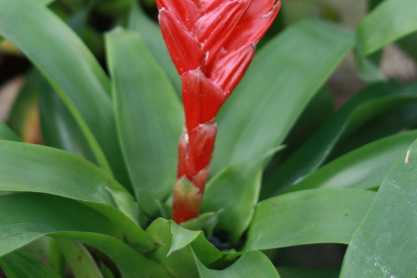 鴻運當(dāng)頭的葉杯是哪個地方