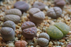 生石花最合適光照度，只需要在夏季適當遮陰即可