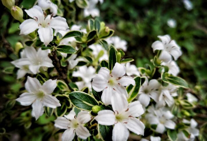 六月雪葉子發(fā)黃脫落怎么辦，分正常落葉和不正常落葉原因