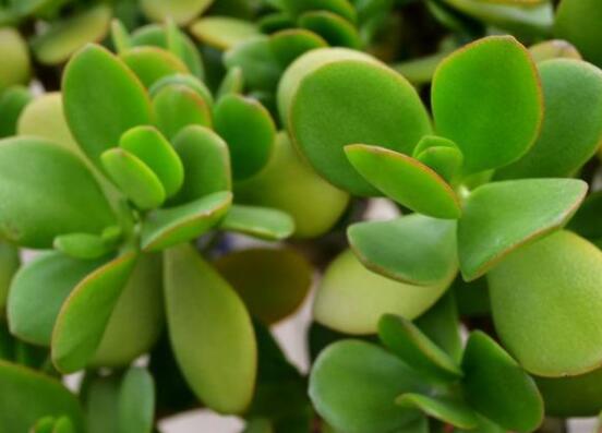 燕子掌的養(yǎng)殖方法和注意事項(xiàng)，老農(nóng)總結(jié)最實(shí)用八大養(yǎng)殖技巧