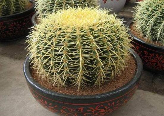 小仙人球的養(yǎng)殖方法和注意事項，老農(nóng)詳解七大最有效養(yǎng)殖方法