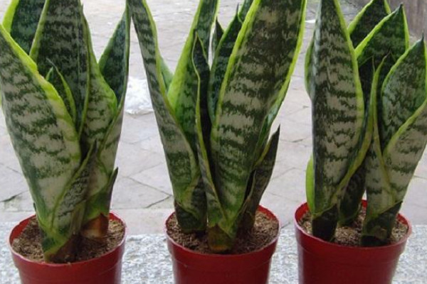 虎皮蘭葉子發(fā)白是怎么回事