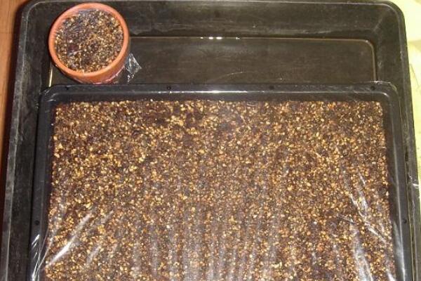 生石花怎么種，春季是生石花播種最佳時期