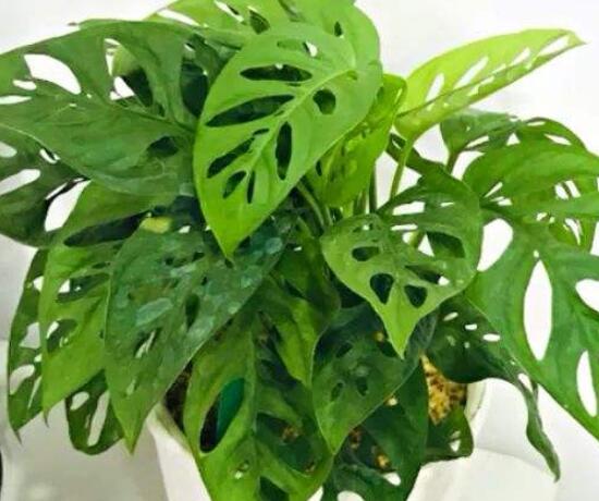 仙洞龜背竹有毒嗎，毒性不強(qiáng)/避免接觸誤食即可