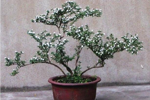 六月雪的養(yǎng)殖方法，6步教你養(yǎng)好六月雪