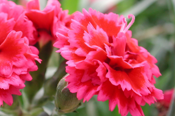 康乃馨的花粉會(huì)過(guò)敏嗎