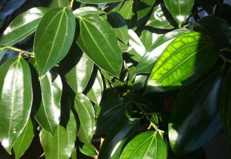 為什么平安樹葉子下垂，澆水過量和酸堿度不平衡造成的