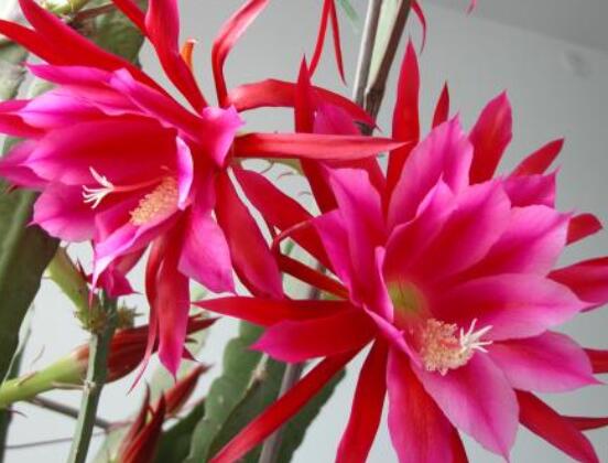 哪種仙人球開花最漂亮，令箭荷花欣賞價值最高