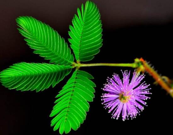 含羞草脫發(fā)能好嗎，能好/注意要有效避免接觸