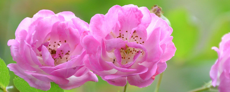 薔薇花長(zhǎng)得快嗎