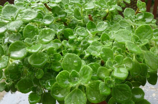 碰碰香怎么換盆，做好脫盆處理修剪根系/春季最佳