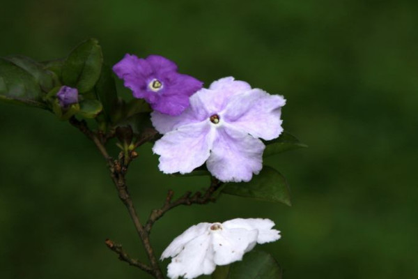 鴛鴦茉莉?yàn)槭裁吹羧~子