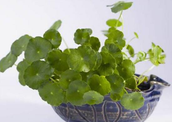 銅錢草爛根是什么原因，銅錢草爛根了怎么辦