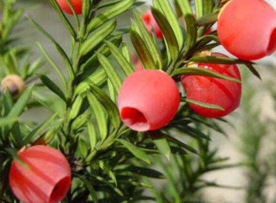 家里養(yǎng)紅豆杉風(fēng)水好嗎，起到延年益壽、幸福健康