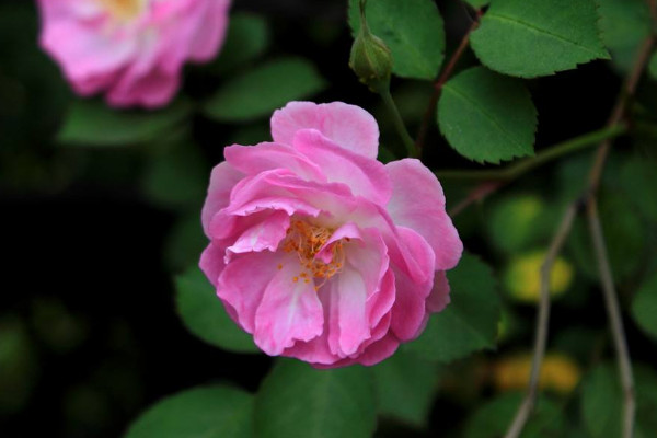 薔薇施什么肥開(kāi)花會(huì)多