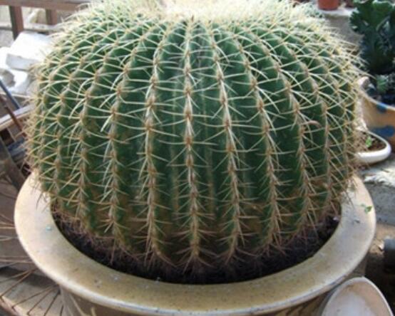 仙人球移栽注意事項(xiàng)，注意不可弄傷根系、及時(shí)消毒/土壤微濕潤(rùn)