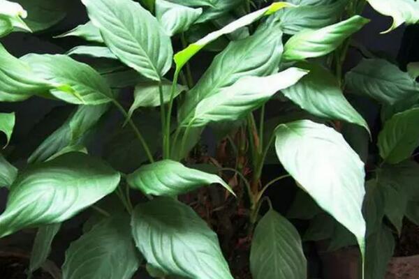 萬(wàn)年青開(kāi)花好嗎，寓意健康長(zhǎng)壽，吉祥如意