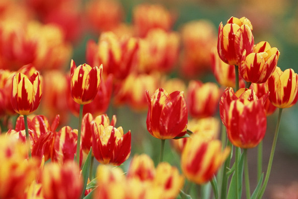 郁金香沒光照會合上嗎