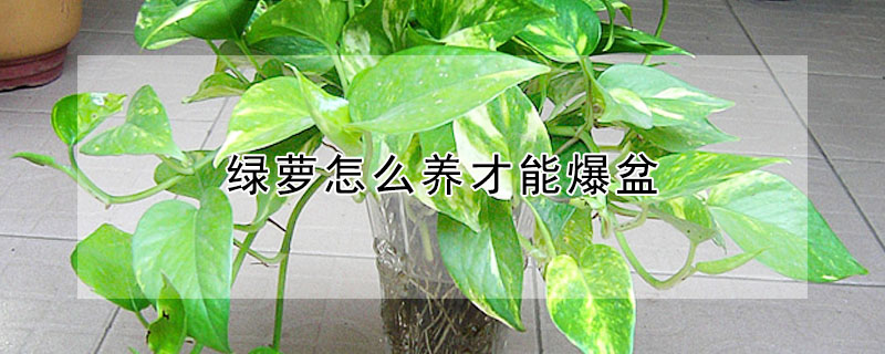 綠蘿怎么養(yǎng)才能爆盆