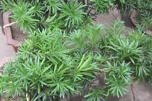 十大羅漢松品種，羅漢松常見品種介紹