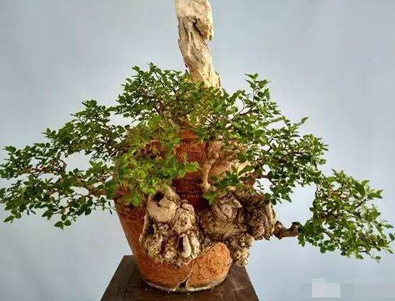 羅漢松盆景養(yǎng)護(hù)方法，老農(nóng)總結(jié)五大最實(shí)際有效方法