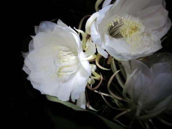 新鮮曇花怎么吃，泡茶喝最為簡單食用(價值高)