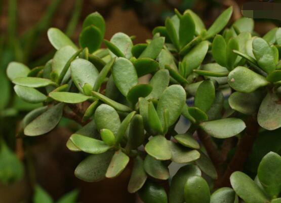 燕子掌掉葉子怎么辦，老農教你三種最直觀解決方法