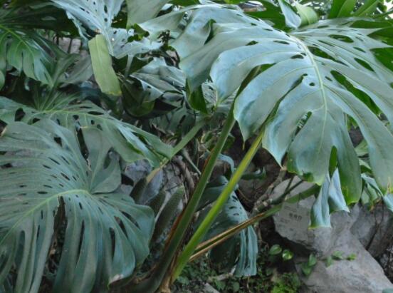 龜背竹好養(yǎng)嗎，老農(nóng)總結(jié)最好養(yǎng)的六點(diǎn)基本方法