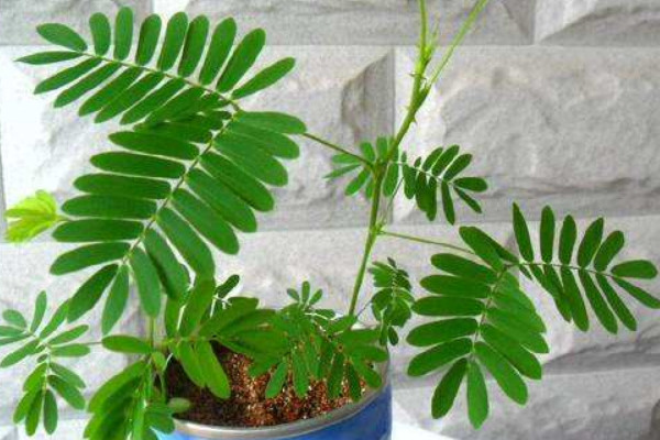 含羞草在什么季節(jié)開放