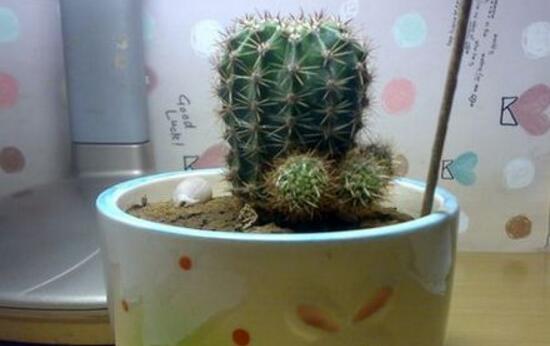 仙人球怎么繁殖，仙人球的扦插方法