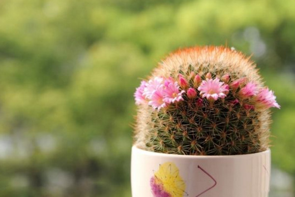 仙人球怎么養(yǎng)