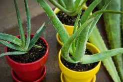 蘆薈移盆要注意什么，提前準(zhǔn)備并修剪根系