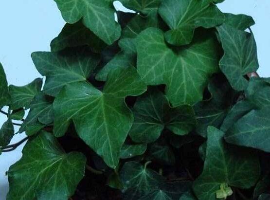 常春藤開花嗎，花期從秋季一直到春季