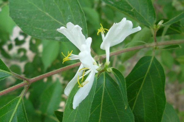 金銀花怎么判斷死了