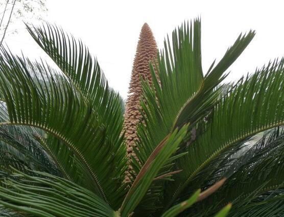 鐵樹(shù)品種，細(xì)數(shù)鐵樹(shù)最受喜愛(ài)八大品種