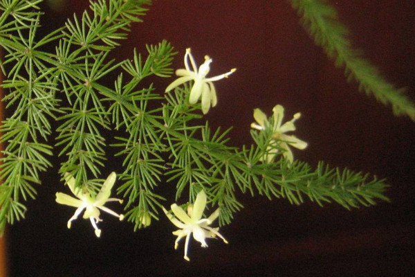 文竹開(kāi)花是好兆頭嗎，象征好運(yùn)來(lái)臨生活幸福