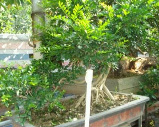 九里香盆景的養(yǎng)殖方法，做好七個(gè)基本養(yǎng)殖要點(diǎn)滿盆花香