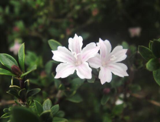 六月雪哪個(gè)品種最貴，屬金邊六月雪當(dāng)之無愧