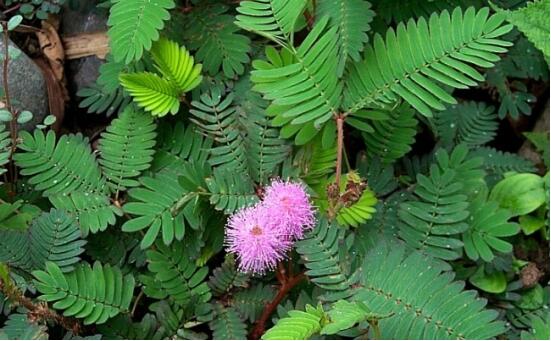 含羞草怎么養(yǎng)殖，老農總結最實用五個養(yǎng)殖要點