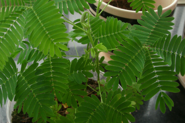 含羞草的種植注意事項(xiàng)