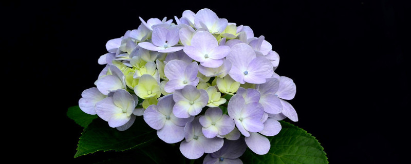 繡球花的室外養(yǎng)殖方法