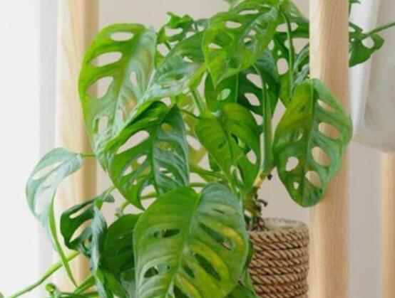 龜背竹的扦插方法，以10厘米枝條為主/注意保留氣生根