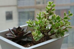 雅樂之舞為什么不粉了，雅樂之舞不粉的4種原因