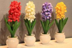 風(fēng)信子土培的養(yǎng)殖方法，可以按照5步來進行