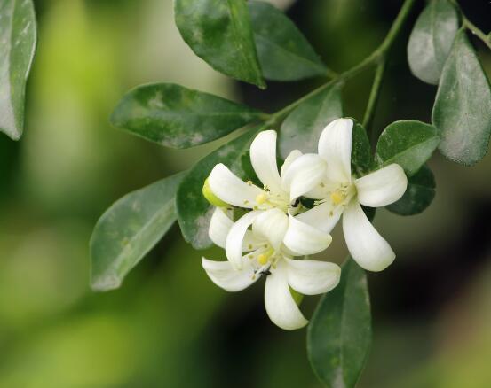 盆栽九里香的養(yǎng)殖方法，老農(nóng)教你七個最實用基本方法