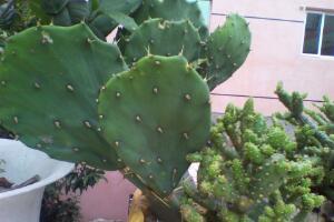 仙人掌有哪些品種，仙人掌的品種大全大圖