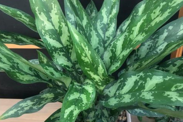 美人萬年青養(yǎng)殖方法