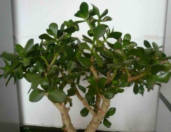 玉樹如何施肥，做到薄肥勤施原則(春夏秋冬)