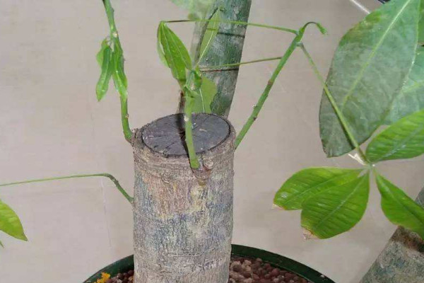 發(fā)財(cái)樹怎么移栽